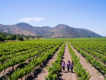 Vineyard and TerraMater winery in Maipo, Guide to Chile's wineries