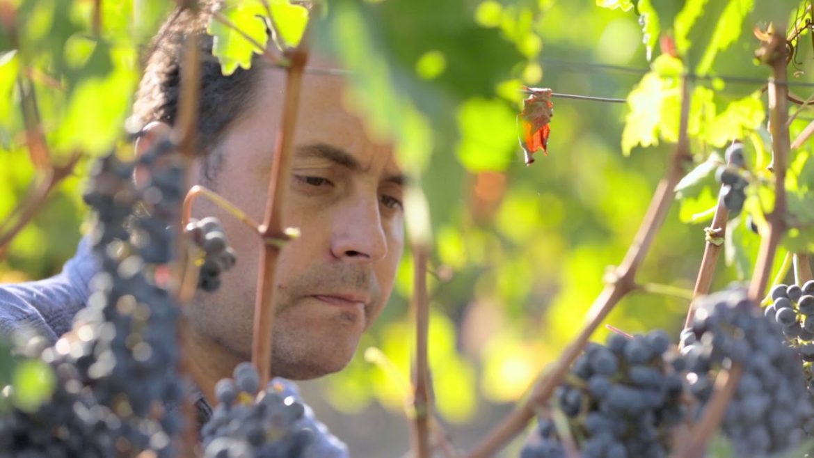 Maturana winery, Puente Austral winery. Guide to Chilean wine