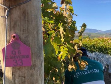 Grape picking in the Serra da Mantiqueira wine region
