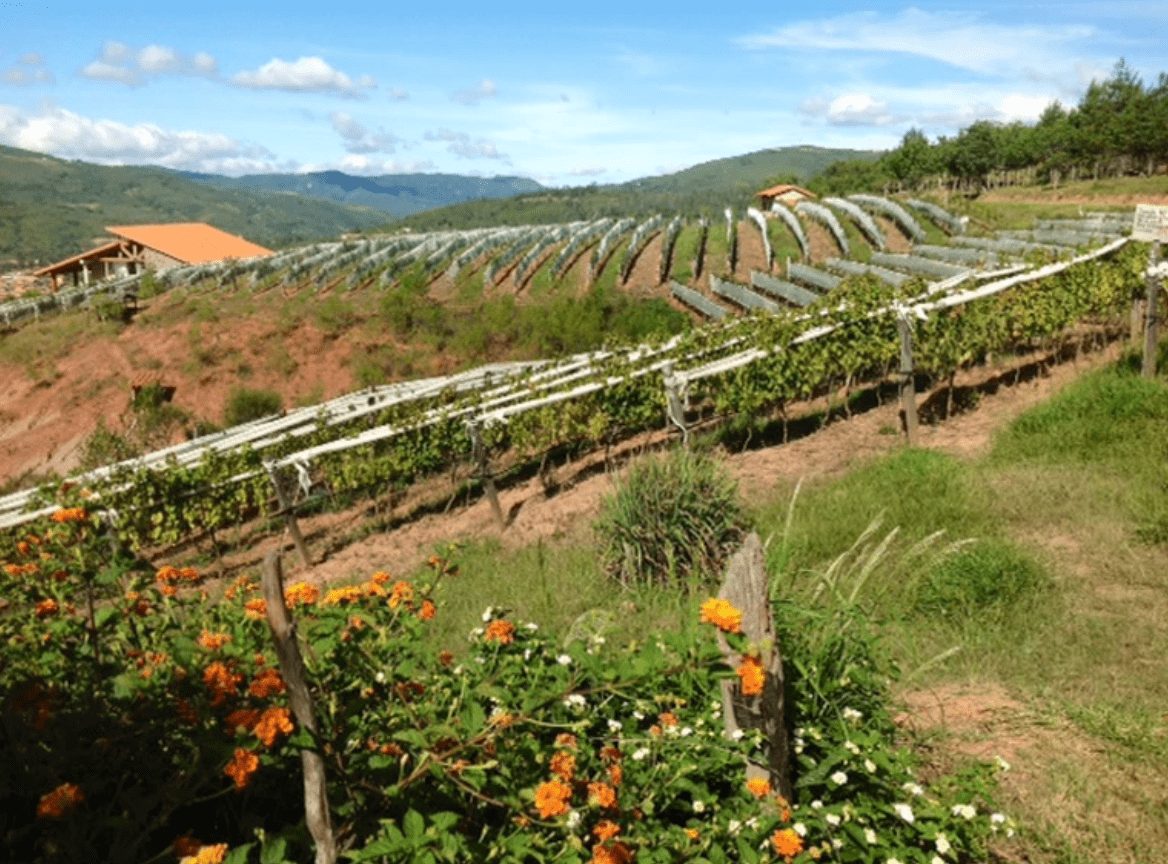 South America Wine Guide & guide to Bolivian wine. Samaipata winery and vineyard