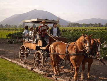 Wineries to visit in Colchagua, Viu Manent winery and vineyards. Latin American wine guide