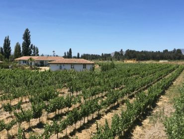 Chilean wine guide, La Despensa Boutique Winery