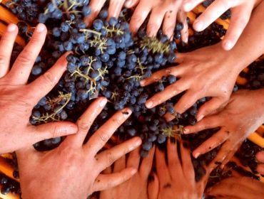 Colchagua wineries to visit, Lugarejo winery