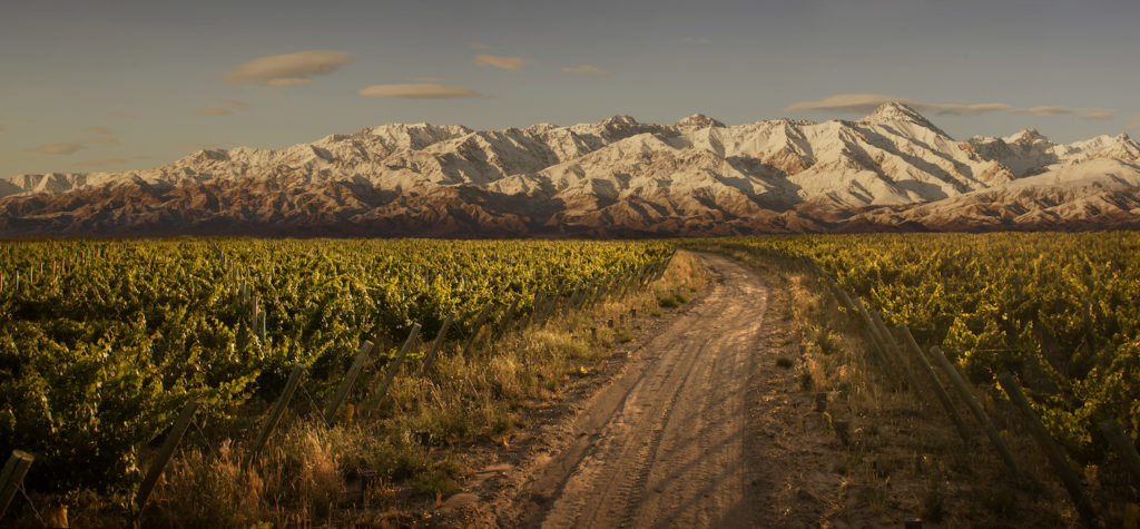 Trapiche wines, Los Arboles vineyard in the Uco Valley
