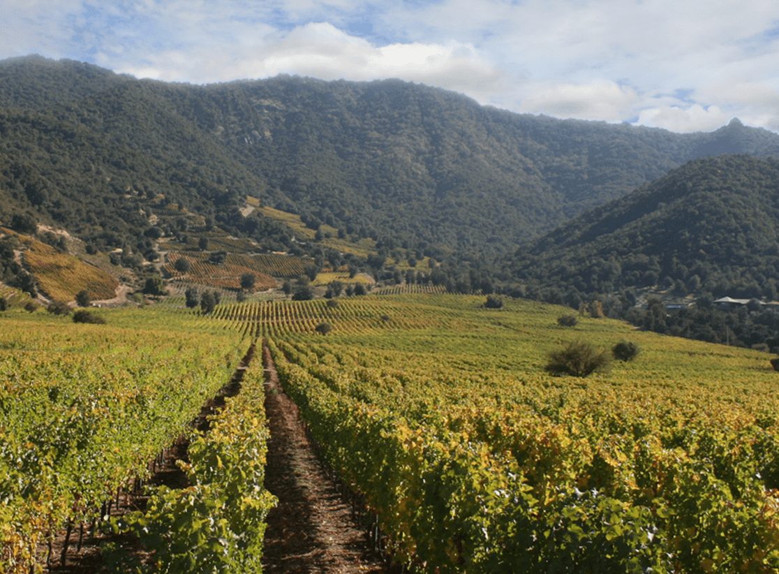 South America Wine Guide, Viñedos Puertas