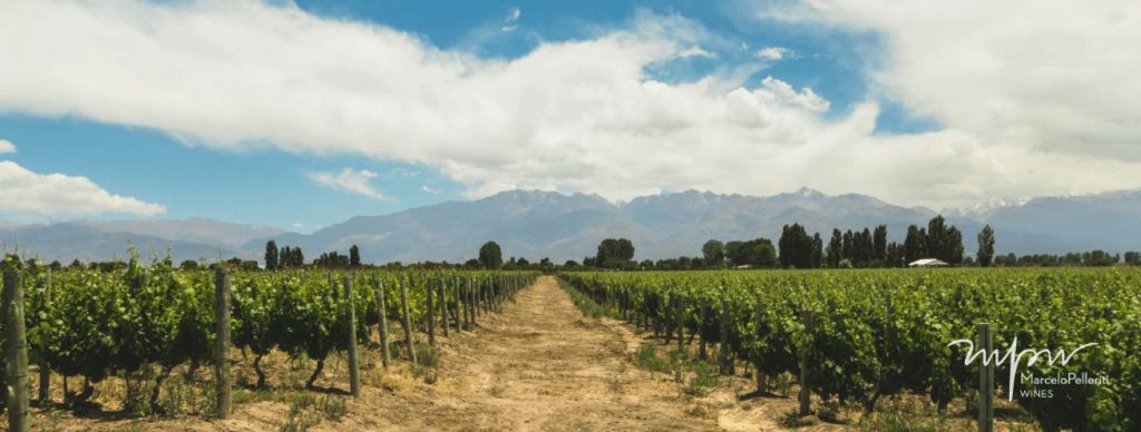 Wineries in Mendoza. Marcelo Pelleriti Wines