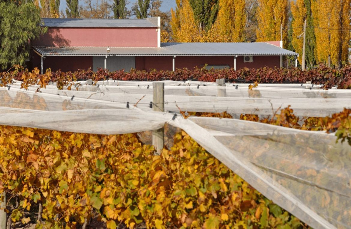 Argana winery and vineyards