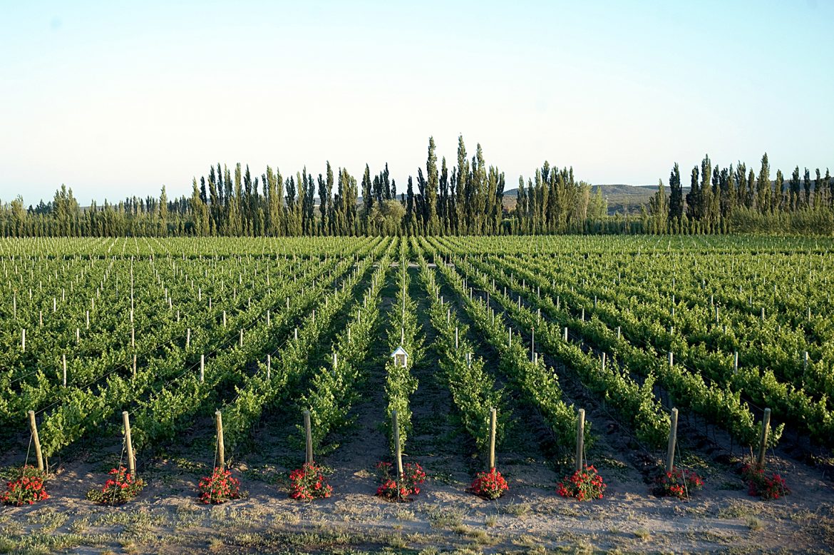 Bodega del Rio Elorza vineyards and winery in Rio Negro