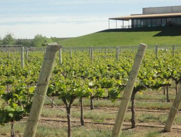 Malma winery and wines in Neuquen, Patagonia