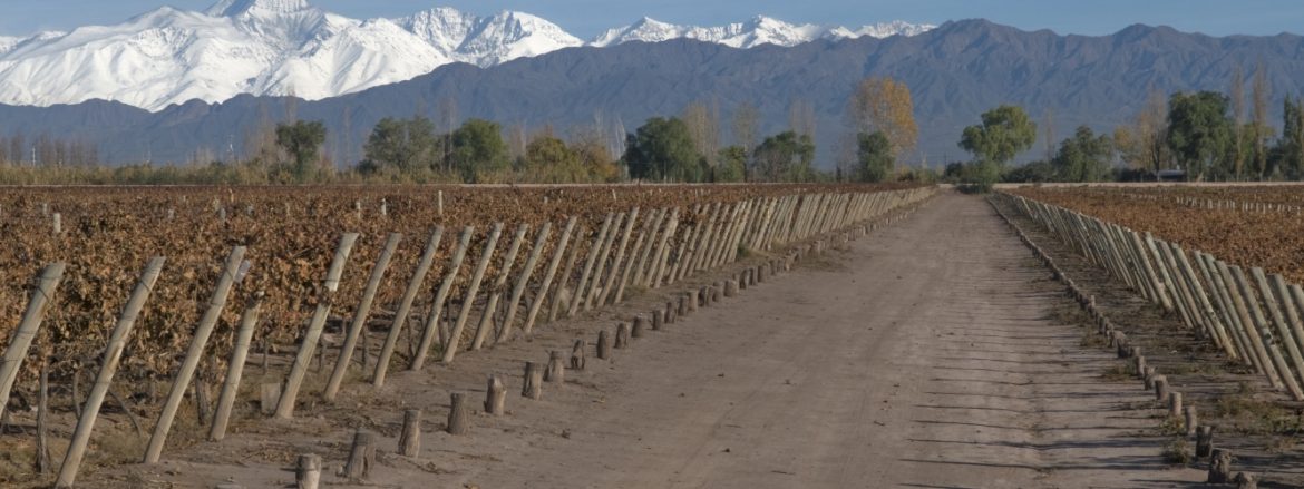 Rubino winery & vineyards in Mendoza