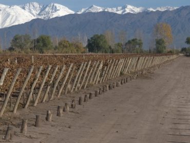 Rubino winery & vineyards in Mendoza