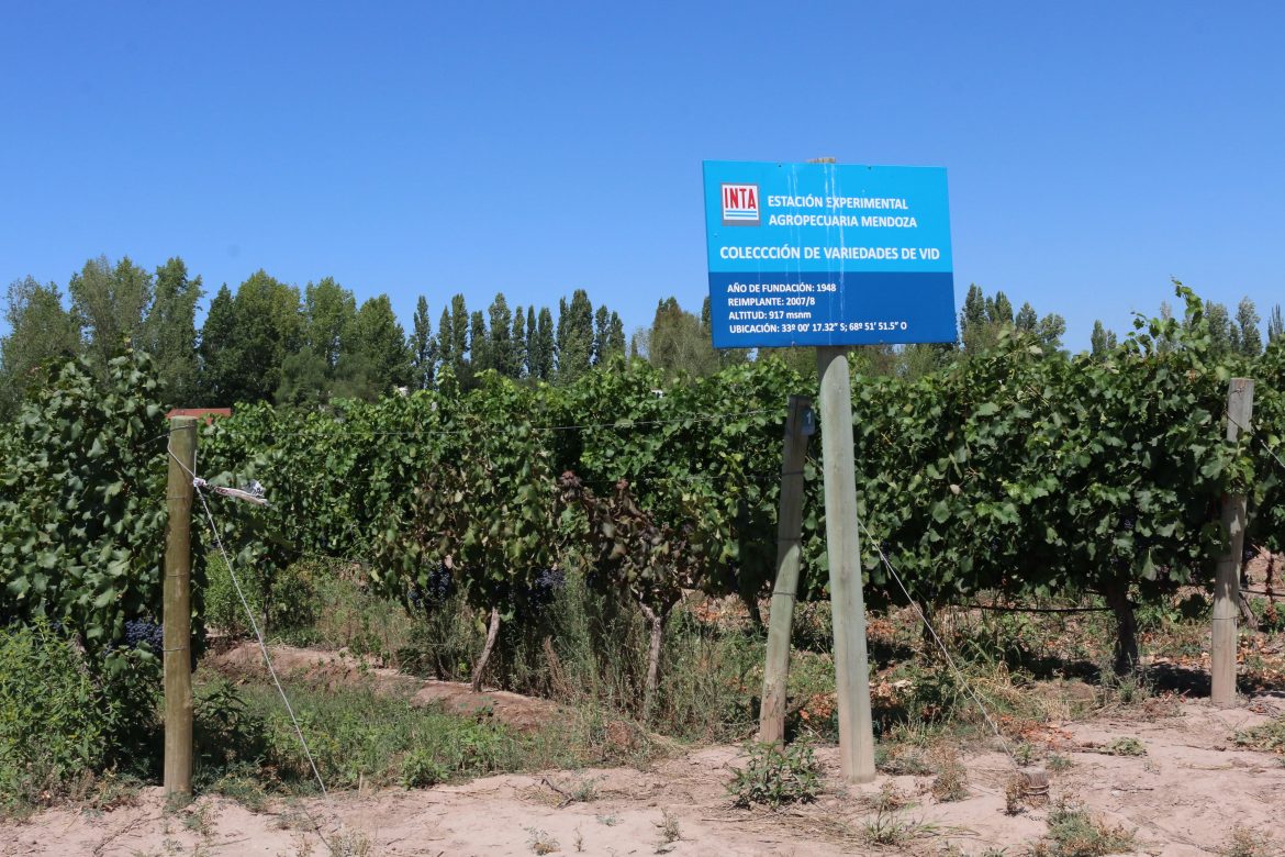 INTA's experimental vine garden in Lujan de Cuyo