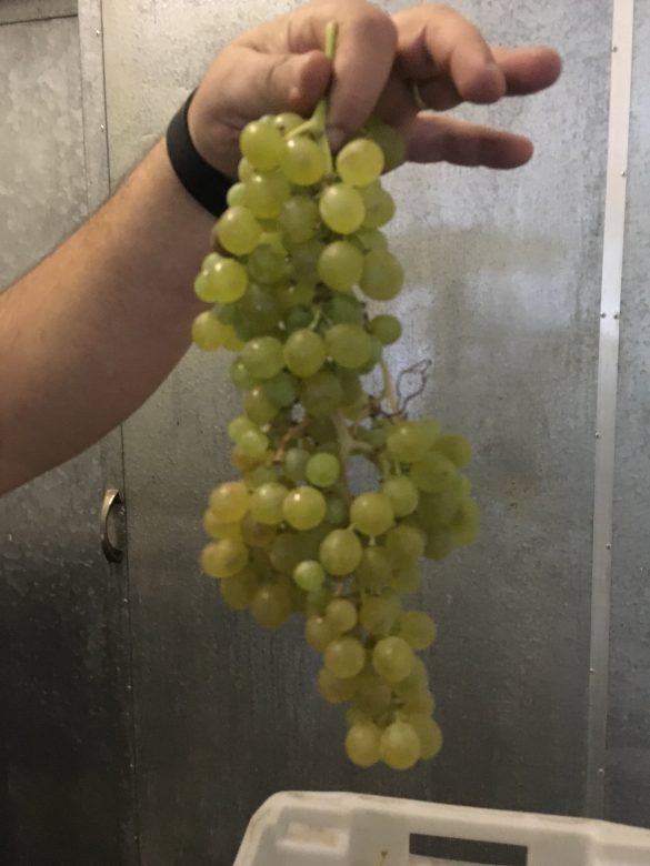 Criolla grapes in Mendoza