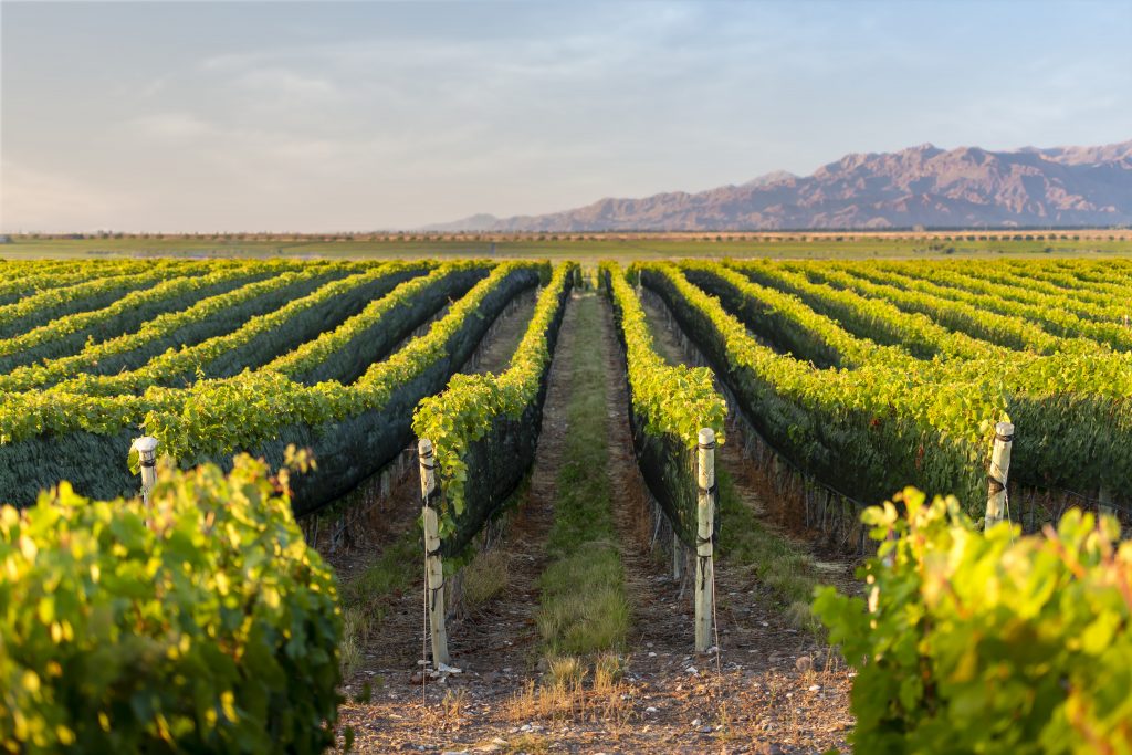 Viña Cobos vineyards in Los Chacayes where they produce Chardonnay and Pinot Noir
