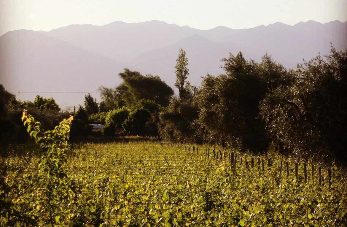 Guide to wineries in Mendoza, South America Wine Guide. Malbec de Angeles