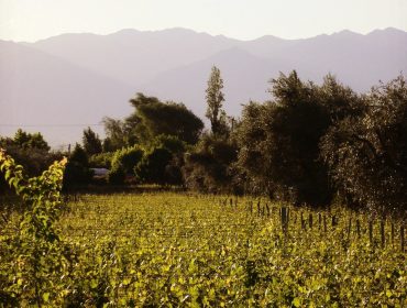 Guide to wineries in Mendoza, South America Wine Guide. Malbec de Angeles