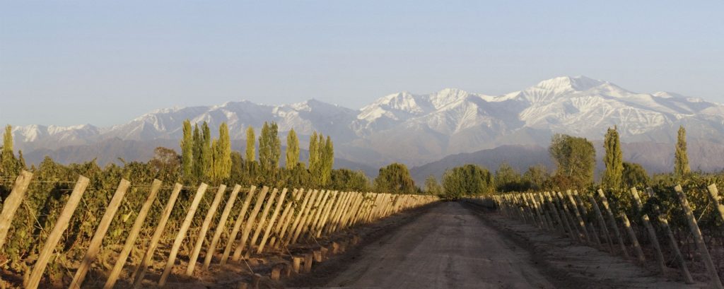 Marchiori vineyard in Perdriel, owned by Lujan de Cuyo
