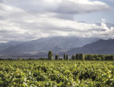 Vinos de Potrero winery guide Mendoza, Gualtallary