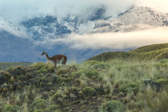 Patagonia Park in Chile, Douglas Tompkins donation and land conservation