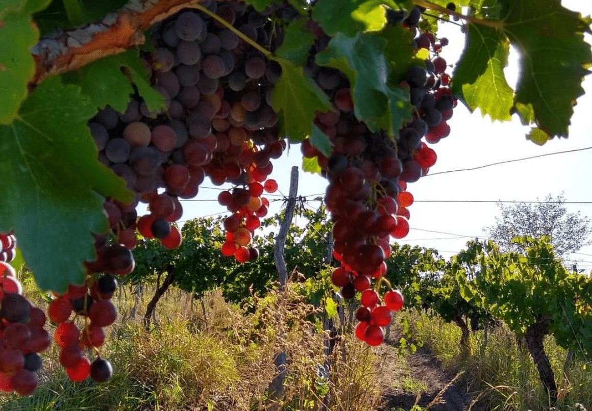 Mendoza winery guide and wines in San Rafael. Finca Las Payas