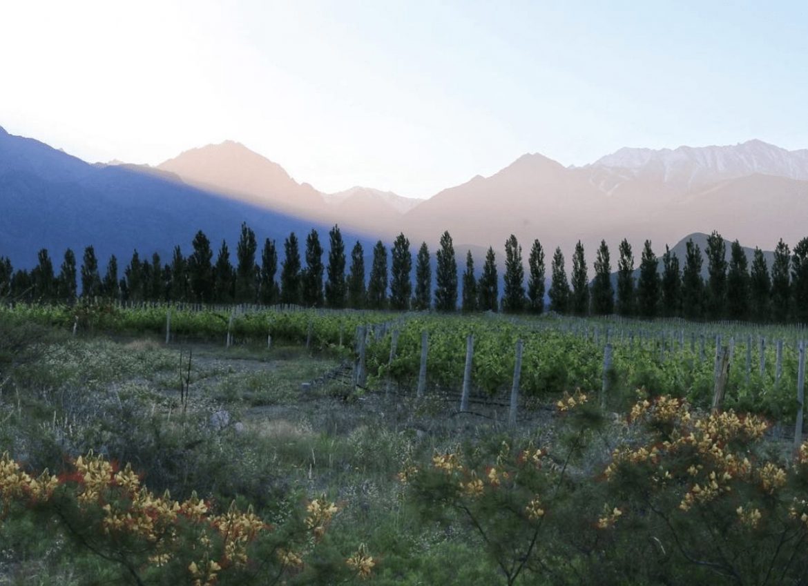 Uco Valley Mendoza, where a hive of innovative winemakers are changing wine trends in Argentina. South America Wine Guide