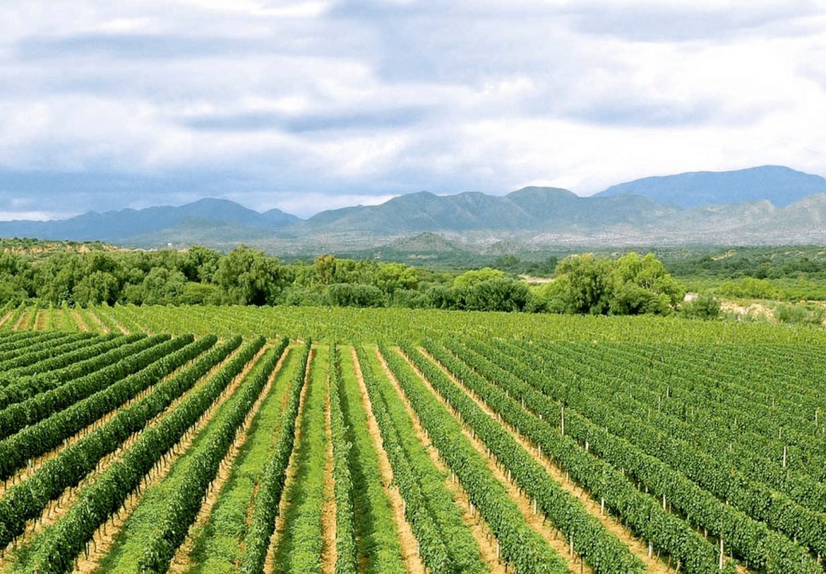 Kohlberg winery vineyards in Bolivia's wine region, Tarija