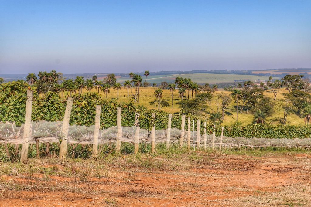 Serra da Mantiqueira Casa Veroni wines in Brazil