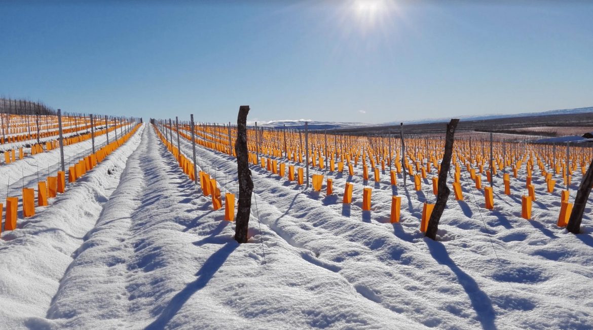the southernmost vineyard in the world in Chubut in Patagonia, Argentina. Bulgheroni Otronia wines and wine tasting notes in South America Wine Guide