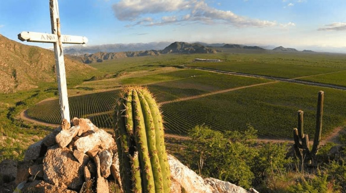 La Rioja wine region guide, Argentina wine guide. Fatamina valley and other subregions of La Rioja
