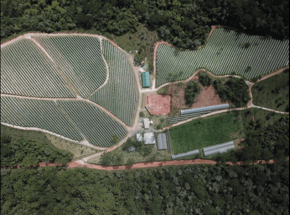 Ferreira winery in Serra da Mantiqueira in Brazil. Guide to wineries and wines of Brazil