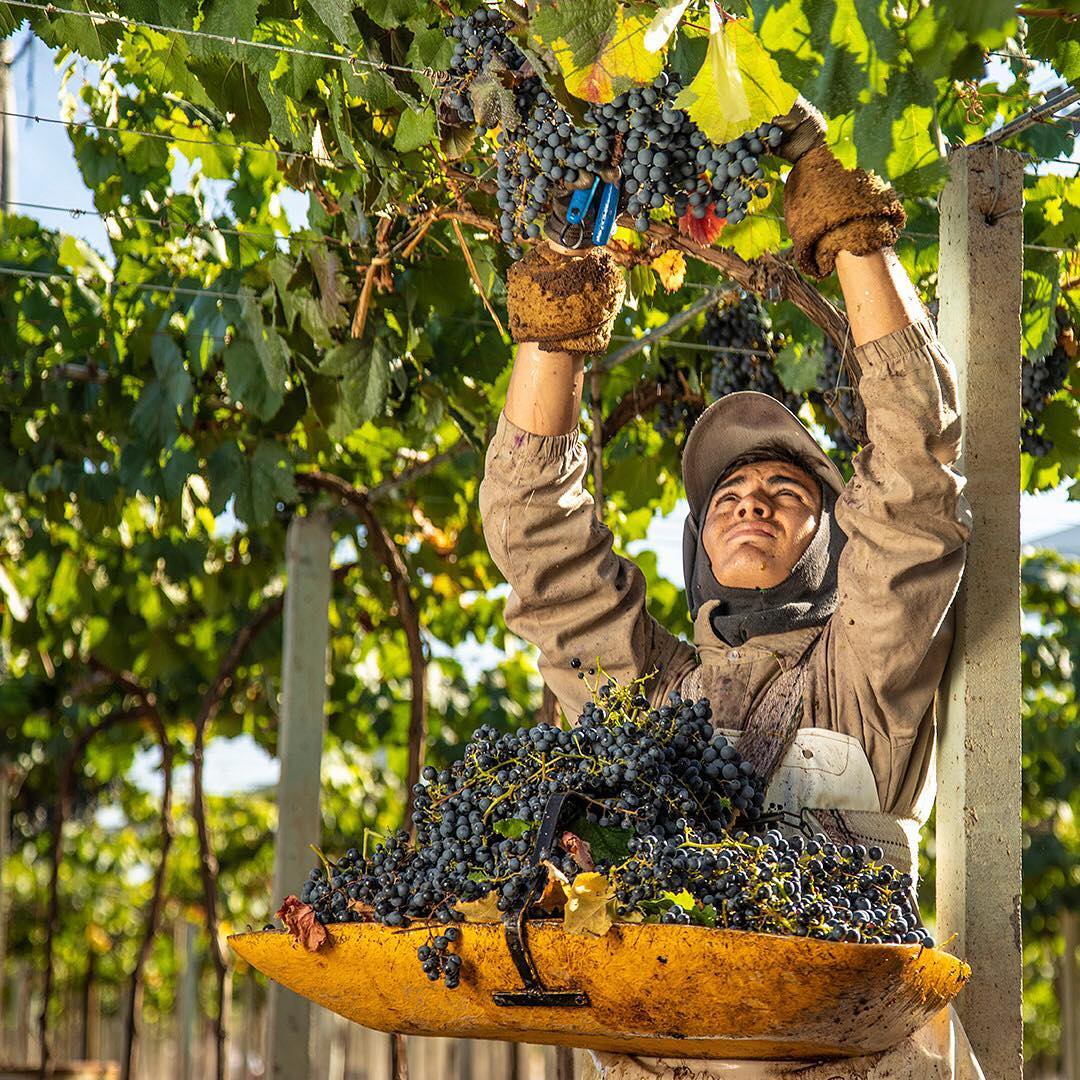 Bodega Santa Julia from the Zuccardi family.