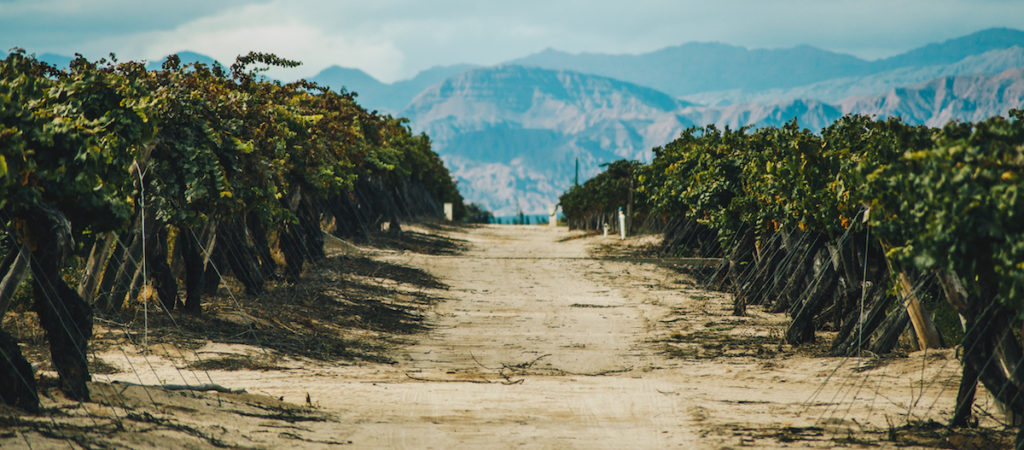 Old vines of Torrontes Criolla Cabernet Sauvignon in El Esteco vineyard in Cafayate in Salta