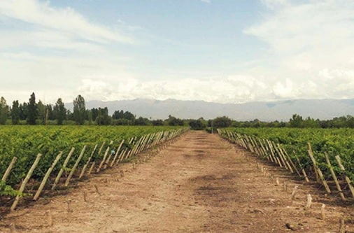 Bodega Polo winery in Lujan de Cuyo, Mendoza, Argentina. Guide to wineries in South America