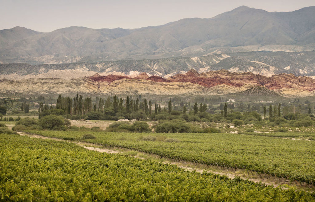 Bodega El Esteco vineyards in Cafayate in Salta. guide to wineries and wines in Salta argentina