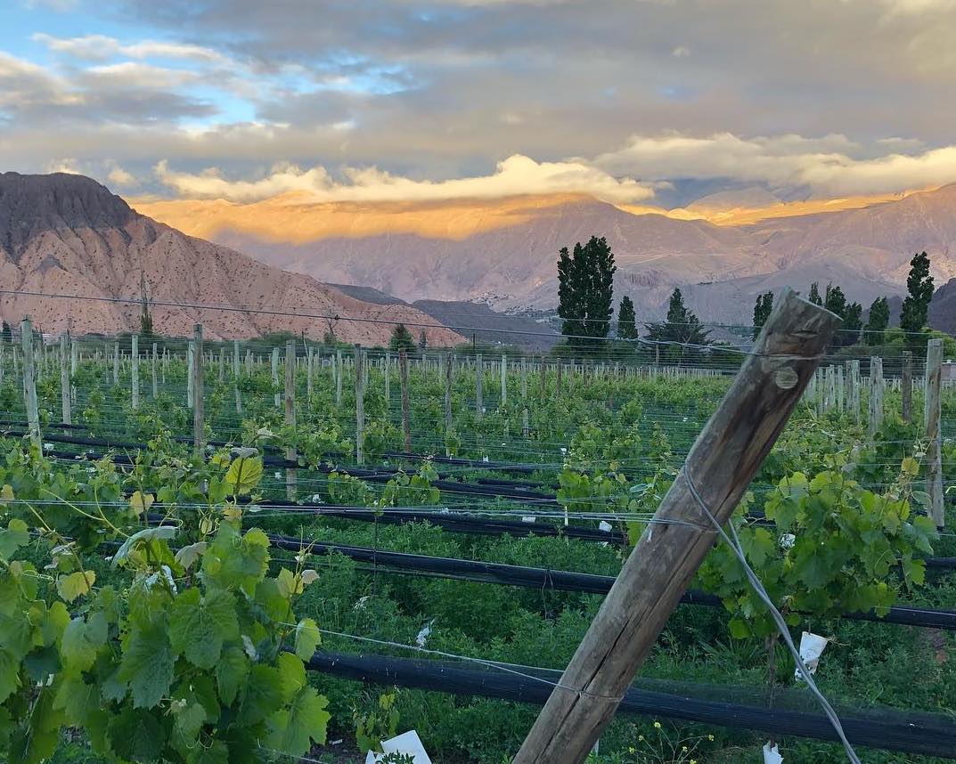 Huichaira Vineyard and winery in Quebrada de Humahuaca. Guide to wineries in Argentina and wines of South America
