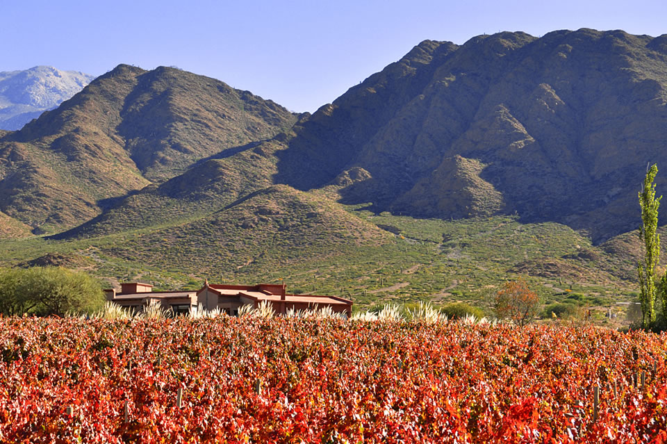 Miraluna winery and vineyards in Argentina. Guide to wineries in Cachi, Salta