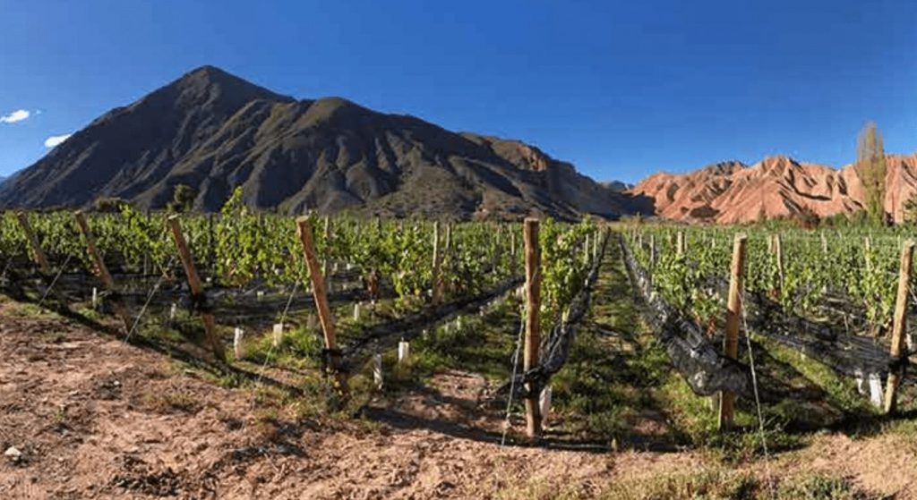 Jujuy wine guide, Guide to wines of Argentina and wineries in South America. Latin American wine guide.