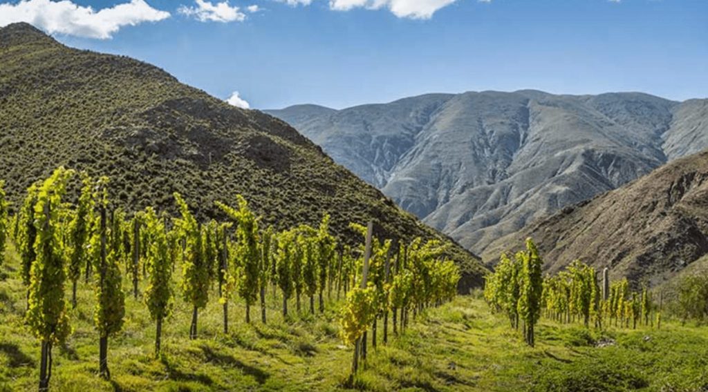 Guide to Latin American wine regions, wineries and producers. Catamarca wine region in Argentina