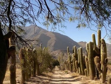 Agustin Lanus winery and Bad Brothers wines in Cafayate, Salta, Argentina. Guide to wineries in Argentina