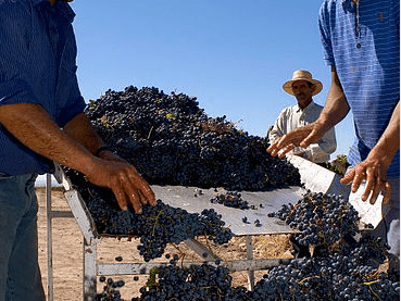 Bodega Cabrini winery founded by Italian winemaker Don Leandro Cabrini. Guide to wine & wineries in Mendoza