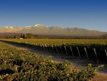 Don Cristobal vineyards and winery in Lujan de Cuyo Mendoza. Guide to wineries in Mendoza, South America Wine Guide