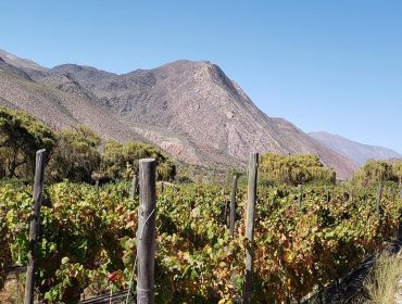 Viñas del Perchel in Jujuy, in Argentina. Guide to wineries and vineyards in Argentina