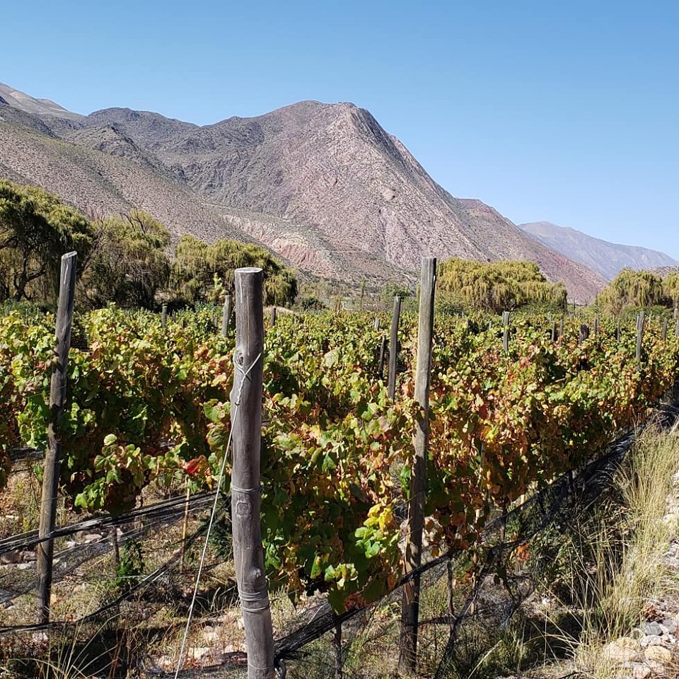Viñas del Perchel in Jujuy, in Argentina. Guide to wineries and vineyards in Argentina