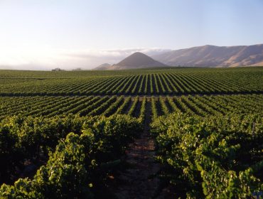 Bodegas Etchart winery in Cafayate, Salta.