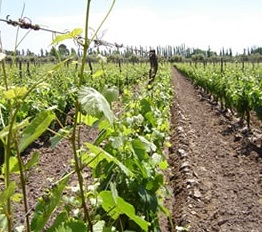 Mastroeni winery in Lujan de Cuyo, Mendoza.