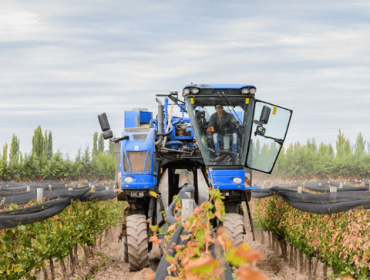 Staphyle winery in Lujan de Cuyo has a vineyard in Potrerillos, as well as vineyards in Lujan de Cuyo and around Mendoza.