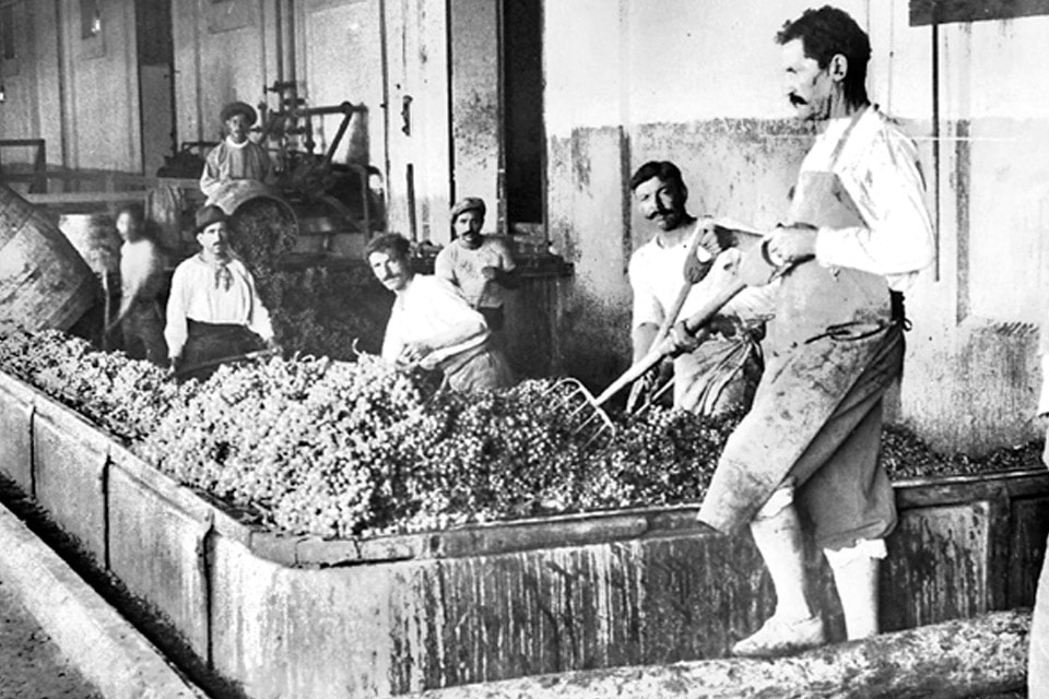 Photo credits Don Miguel Gascon. History of Argentine wine, guide to the history of winemaking in Argentina and wine production