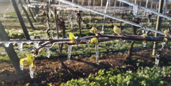 Frost damage and sprinkler protection in Chile, Casablanca wine region