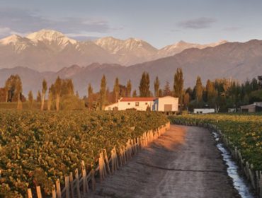 Viña Alicia winery in Lujan de Cuyo and vineyards. Nebbiolo, Petit Verdot, Malbec, Albariño, and other varieties!