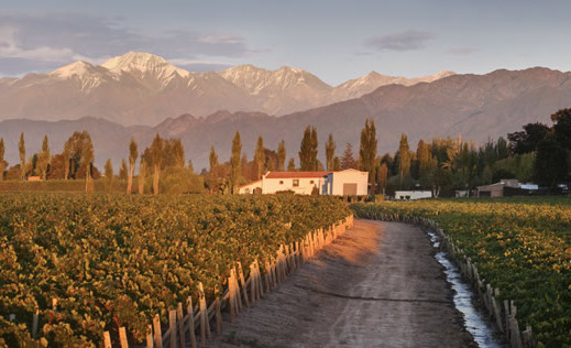 Viña Alicia winery in Lujan de Cuyo and vineyards. Nebbiolo, Petit Verdot, Malbec, Albariño, and other varieties!